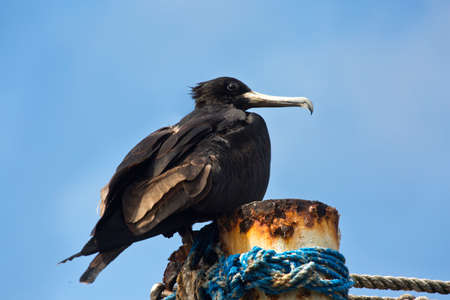 The magnificent frigatebird (Fregata magnificens).の写真素材