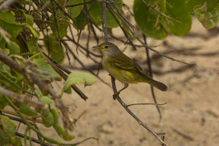 The yellow warbler (Setophaga petechia, Dendroica petechia).
