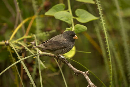 The medium ground finch (Geospiza fortis).の写真素材