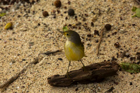 The yellow warbler (Setophaga petechia, Dendroica petechia).の写真素材
