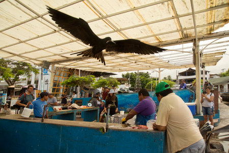 SANTA CRUZ, ECUADOR, 05 JULY 2019. Fish market in the Galapagos Islands, Ecuador.のeditorial素材