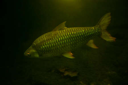 The tinfoil barb (Barbonymus schwanenfeldii).の写真素材