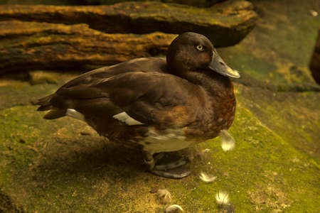 Baer's pochard (Aythya baeri), diving duck in zoo.の写真素材