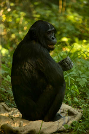 The bonobo, pygmy chimpanzee, dwarf or gracile chimpanzee (Pan paniscus).の写真素材