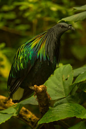 Wild Nicobar pigeon (Caloenas nicobarica).