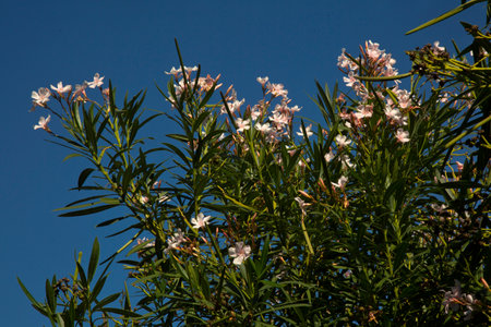 Nerium oleander, ornamental and landscaping plant.の写真素材