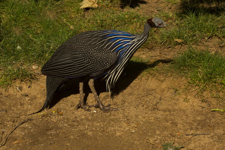 The Vulturine guineafowl (Acryllium vulturinum).の写真素材