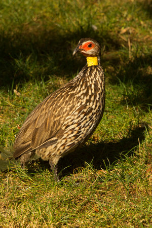 The yellow-necked spurfowl or yellow-necked francolin (Pternistis leucoscepus).の写真素材