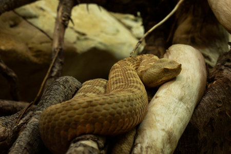 Horned viper, long-nosed viper, nose-horned viper, sand viper (Vipera ammodytes).の写真素材