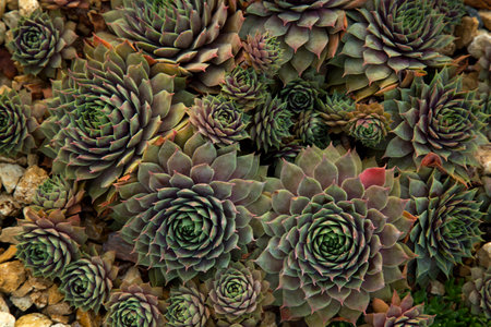The common houseleek (Sempervivum tectorum), 'DonnerlÃ¼ttchen'.の写真素材