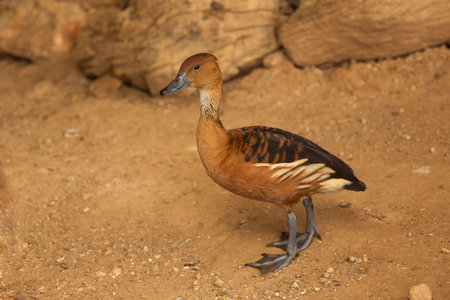 The fulvous whistling duck, fulvous tree duck (Dendrocygna bicolor).の写真素材