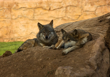 The wolf (Canis lupus), the gray wolf or gray wolf.