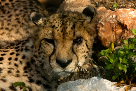 The cheetah (Acinonyx jubatus) in zoo.の写真素材