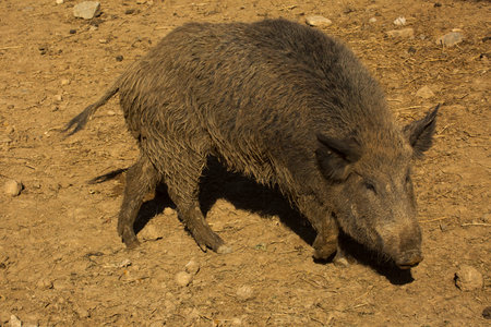 The wild boar, wild swine, common wild pig, Eurasian wild pig (Sus scrofa).の写真素材