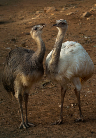 The greater rhea (Rhea americana).の写真素材