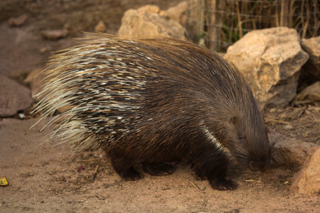 The Indian crested porcupine (Hystrix indica).の写真素材