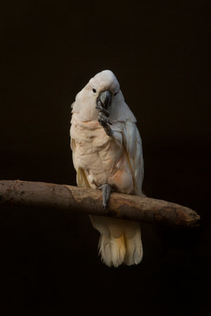The salmon-crested Cacatua, Moluccan cockatoo (Cacatua moluccensis).の写真素材