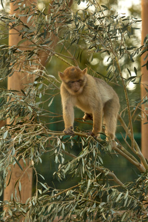 The Barbary macaque, Barbary ape (Macaca sylvanus).の写真素材
