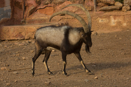 The kri-kri, Cretan goat, Agrimi, or Cretan Ibex (Capra hircus cretica).の写真素材