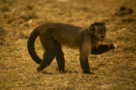 The tufted capuchin, brown capuchin, black-capped capuchin, pin monkey (Sapajus apella).