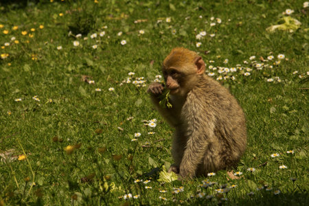 The Barbary macaque, Barbary ape (Macaca sylvanus).の写真素材