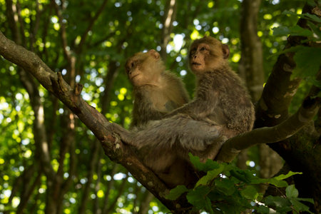 The Barbary macaque, Barbary ape (Macaca sylvanus).