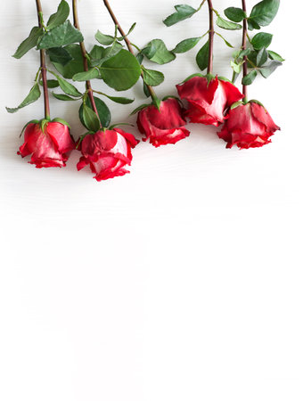 Beautiful red roses lie on white surface, Valentine's Day concept, vertical orientation, copy space, flat layの写真素材