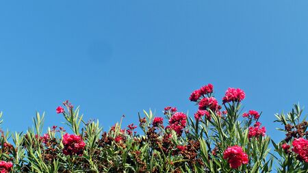 pink blooming flowers, green leaves against a clear blue sky, copy spaceの写真素材
