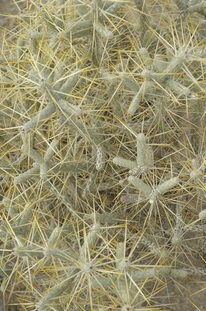 Opuntia ramosissima. Branched Pencil Cholla.