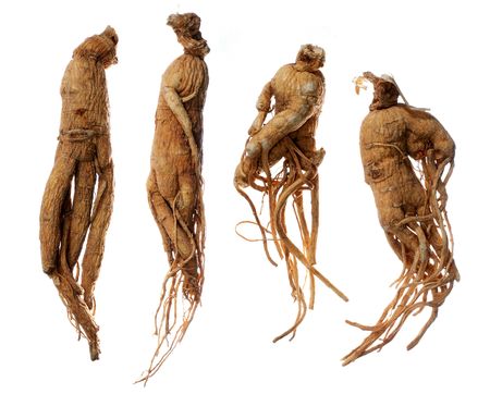 Ginseng, the energy root. Four whole ginseng roots, isolated on a white background.の写真素材