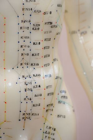 Close up of the torso of an acupuncture model.の写真素材