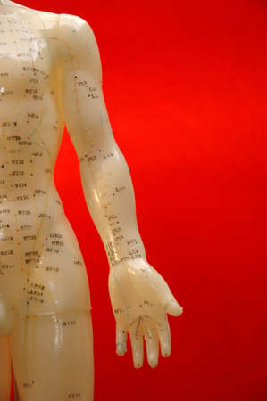Cropped close up of an acupuncture torso on a red background.の写真素材