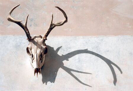 Deer skull with antlers with strong shadow on a painted surface.の写真素材