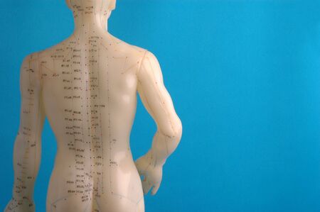Cropped close up of an acupuncture model back, photographed on blue.の写真素材