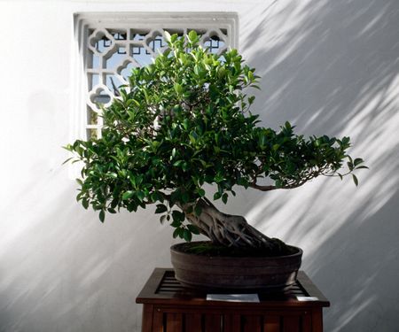 Bonsai tree in a traditional setting.の写真素材