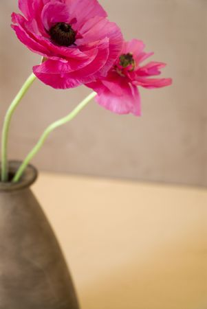 Opening pink flowers in natural earth toned setting.