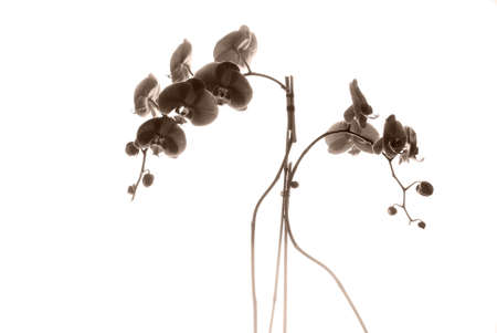Sepia Toned Back Lit Orchids silhouetted against a white background.の写真素材