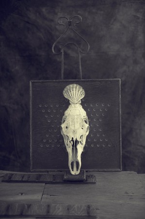 Elk skull crowned with a scallop shell, sepia toned black and white rutic still life.の写真素材
