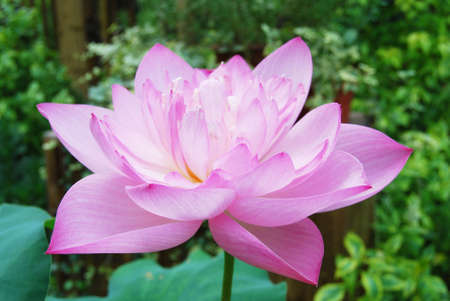 Beautiful flowerの写真素材