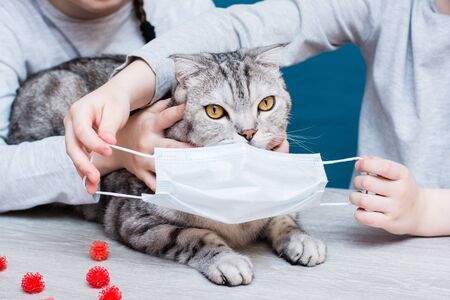 Epidemic covid-19. Children try to put a medical mask on a cat to protect against coronavirus. Veterinary protection.の写真素材