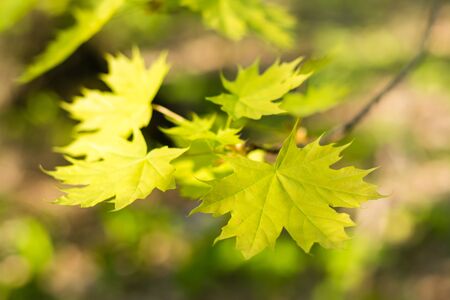 Young green maple leaves on a branch. Beautiful background, bokeh. Forest landscape, solitude, tranquilityの写真素材