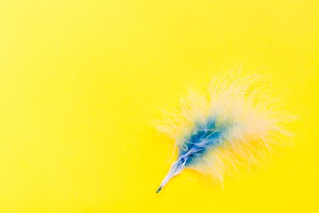 White-blue fluffy bird feather on a yellow background. Top viewの写真素材