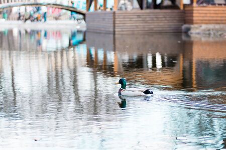 A wild duck swims over a city pond in the parkの写真素材