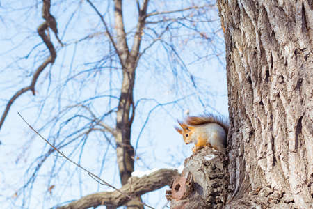 Live squirrel sits on a tree branch in a winter forest against a sky backgroundの写真素材