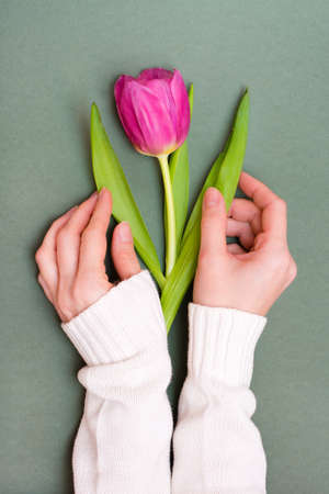 Lonely pink tulip with green leaves in female hands on a monochrome dark background. Vertical viewの写真素材