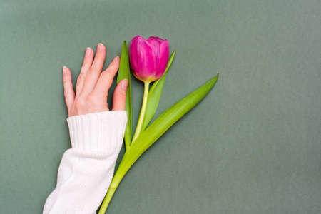 A lonely pink tulip with green leaves and a female hand on a solid dark background. Copy spaceの写真素材