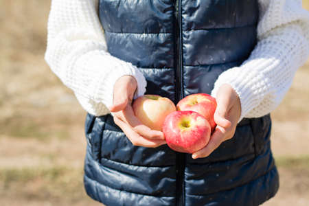 Ripe apples in children's hands on a sunny autumn day outdoors. Seasonal harvestの写真素材