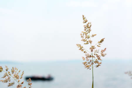 Concept for a relaxing vacation at the sea. Ear of grass on the background of a man floating on a mattress in the seaの写真素材
