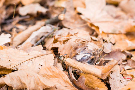 Soap bubble on withered brown autumn leaves in the forest on the ground. The concept of fragility and instabilityの写真素材