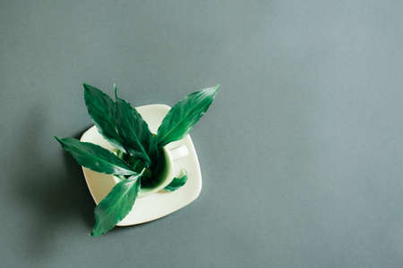 Fresh live leaves in a coffee cup on a green background. Green concept. Herbal coffee. Top view. Copy spaceの写真素材